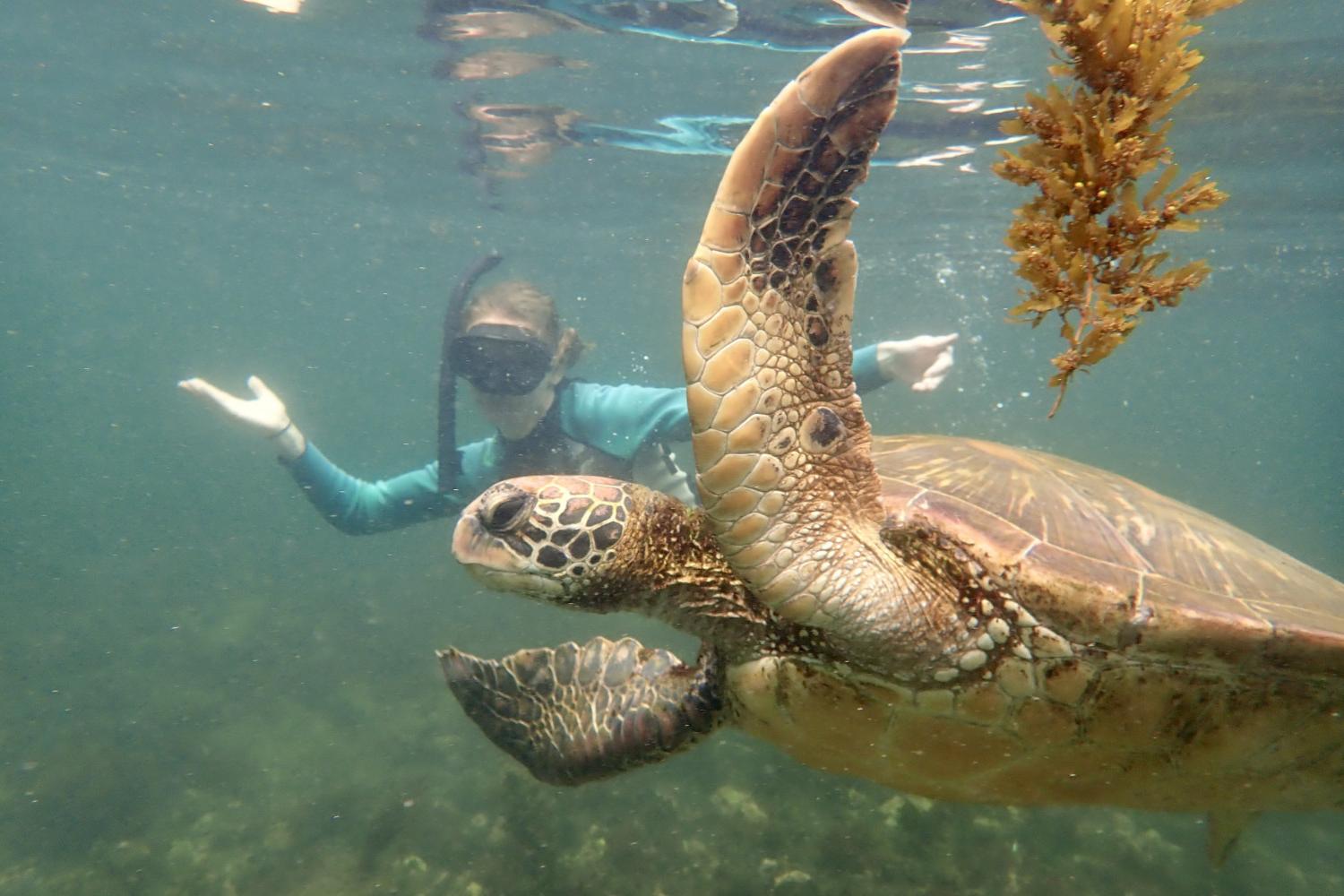 一名<a href='http://7q.ngskmc-eis.net/'>博彩网址大全</a>学生在Galápagos群岛游学途中与一只巨龟游泳.